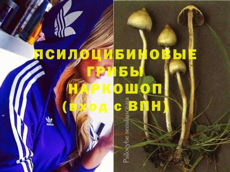 Галлюциногенные грибы Psilocybine cubensis  Бавлы 